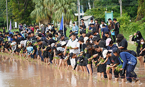 ราชมงคลล้านนาพิษณุโลกจัดงาน “รับน้องดำนา”