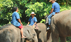 ประวัติศาสตร์ความสัมพันธ์ว่าด้วย “คน” กับ “ช้าง” เมืองชัยภูมิ